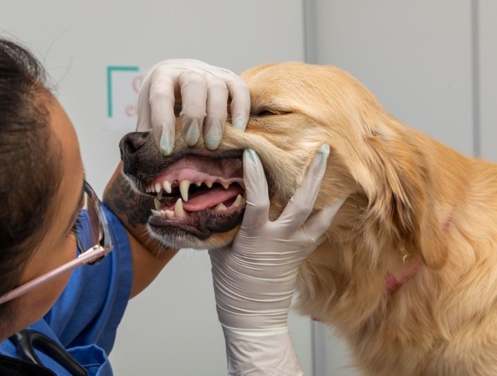 Ripon Pet Dentist